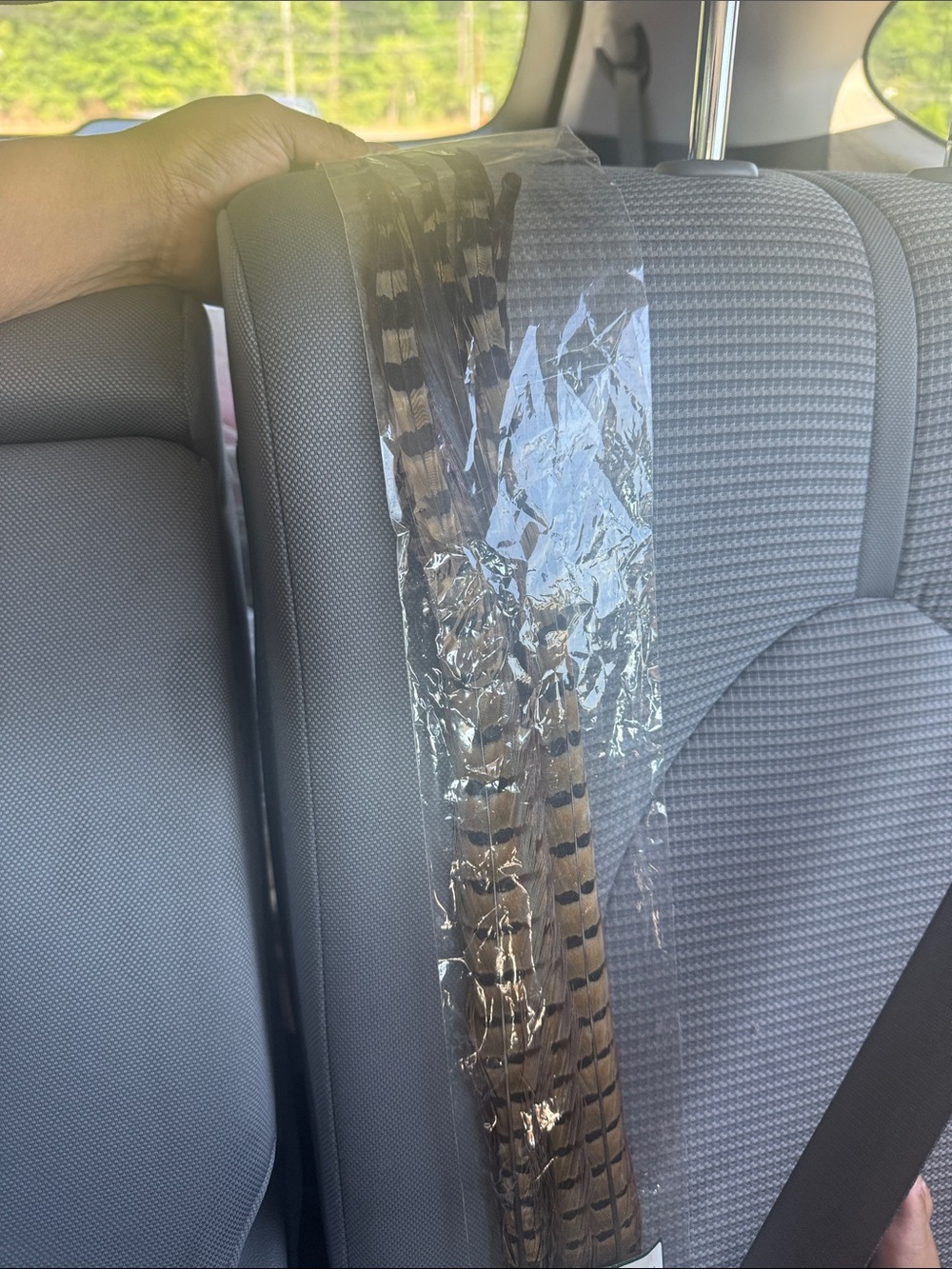 Ringneck feathers 20-22”